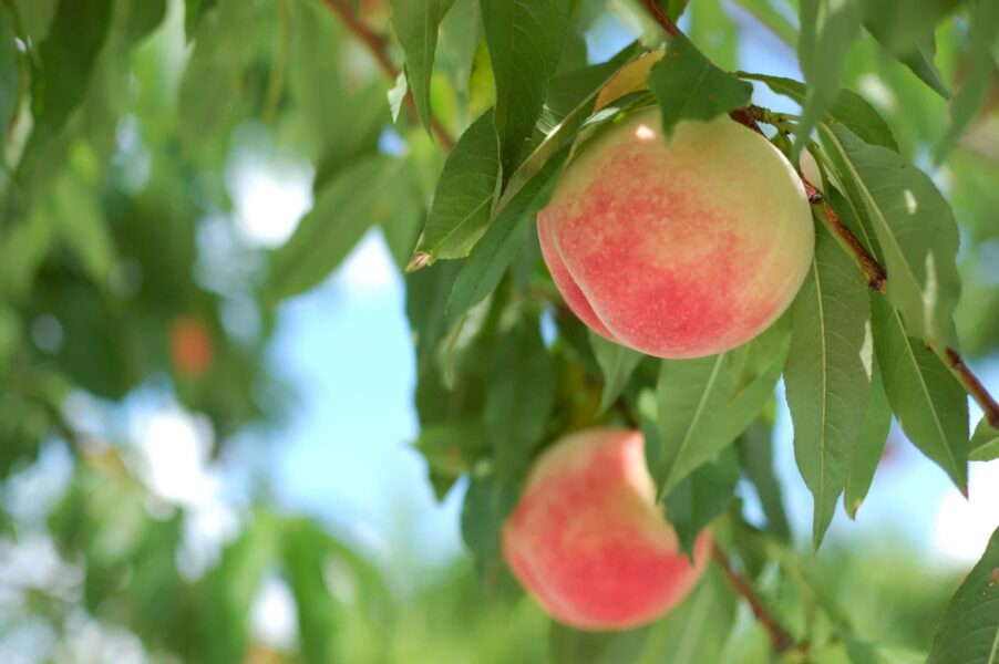 福島まるえ観光果樹園2023いつからいつまで桃狩りできる？